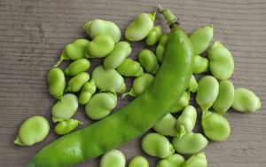 BÓB BIZON WCZESNY NASIONA BOBU PLANTICO 0,5kg