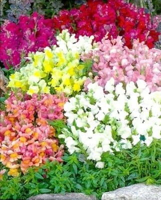 LWIA PASZCZA NISKA MIX KWIATÓW NASIONA LEGUTKO