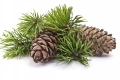 NAWÓZ DO IGLAKÓW TUJI 100 DNI DŁUGODZIAŁAJĄCY 10kg 1176