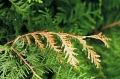 PROPLANT 722 SL SUBSTRAL ZWALCZA FYTOFTOROZE 50ml 1238
