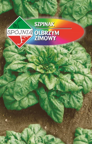 SZPINAK OLBRZYM ZIMOWY MROZOODPORNY NASIONA 20g