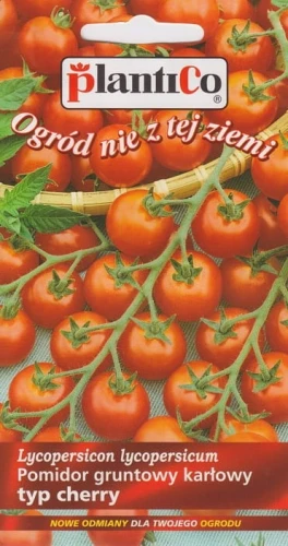 POMIDOR KARŁOWY CHERRY DROBNY MASKOTKA NASIONA