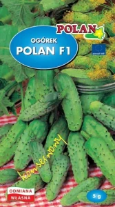 OGÓREK GRUNTOWY POLAN ODPORNY NA CHOROBY NASIONA