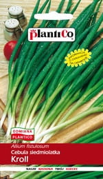 CEBULA SIEDMIOLATKA KROLL ZIELONA NASIONA 2g
