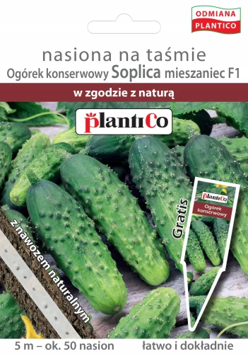 OGÓREK GRUNTOWY SOPLICA NASIONA NA TAŚMIE + NAWÓZ