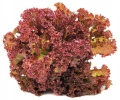 SAŁATA CZERWONA LIŚCIOWA LOLLO ROSA NASIONA 1g 1425