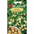 POZIOMKA ŻÓŁTA YELLOW WONDER NASIONA 0,1g 1449