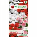 STOKROTKA POSPOLITA POMPONETTE MIX NASIONA 0,1g 1674