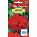 PELARGONIA RABATOWA GAMA CZERWONA F1 NASIONA 0,05g 1688