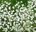 GIPSÓWKA WIECHOWATA BIAŁA PEŁNA NASIONA 1g 1797