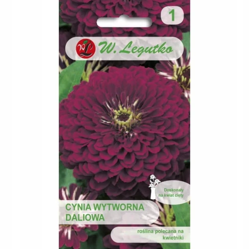 CYNIA WYTWORNA DALIOWA FIOLETOWA VIOLET QUEEN 1g