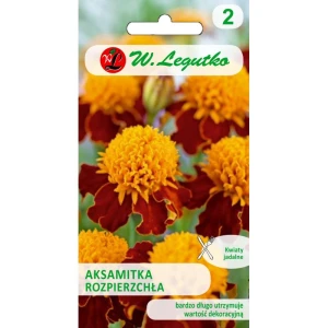 AKSAMITKA ROZPIERZCHŁA ORANGE FLAME NASIONA 1g