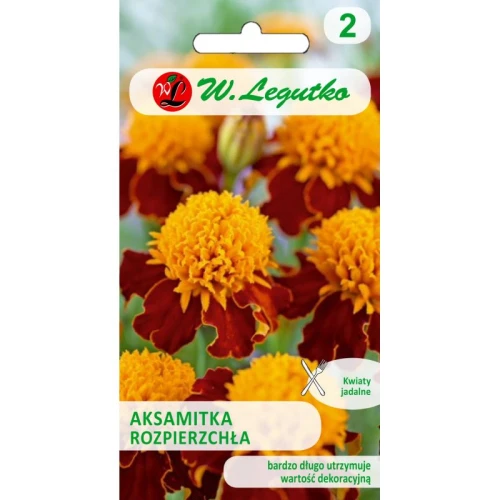 AKSAMITKA ROZPIERZCHŁA ORANGE FLAME NASIONA 1g