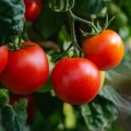 POMIDOR ATERON F1 SZKLARNIOWY ŚREDNIOPÓŹNY NASIONA 4300