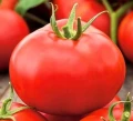POMIDOR PARTENOKARPICZNY GRUNTOWY ALKA NASIONA 4302