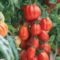 POMIDOR PÓŹNY GRUNTOWY CUOR DI BUE NASIONA 0,2g 4323