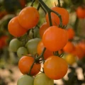 POMIDOR KOKTAJLOWY FIGIEL POMARAŃCZOWY NASIONA 4333
