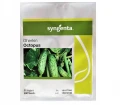 OGÓREK OCTOPUS F1 HOLENDERSKI 500 NASION SYNGENTA 4406