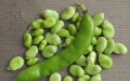 BÓB BIZON WCZESNY NASIONA BOBU PLANTICO 0,5kg 4422