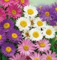 ASTER ALPEJSKI MIESZANKA NASIONA LEGUTKO 300mg 4437
