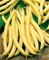 FASOLA SZPARAGOWA ZÓŁTA KARŁOWA POLKA NASIONA 40g 4555