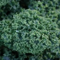 JARMUŻ ZIELONY DWARF GREEN CURLED NASIONA 1g 4599