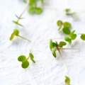 NASIONA NA KIEŁKI GORCZYCA PLANTICO 20g 4651