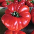POMIDOR BUFFALOSTEAK F1 MALINOWY 10 NASION 4687