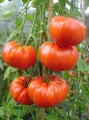 POMIDOR BUFFALOSTEAK F1 MALINOWY 10 NASION 4691