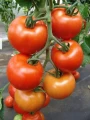 POMIDORY SZKLARNIOWY DAFNE F1 NASIONA 0,2g 4697