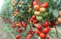 POMIDORY SZKLARNIOWY DAFNE F1 NASIONA 0,2g 4698