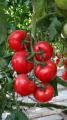 POMIDORY SZKLARNIOWY DAFNE F1 NASIONA 0,2g 4699