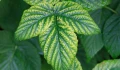 HELP PLANT Mg NA NIEDOBORY MAGNEZU W ROŚLINIE 20g 4709
