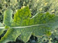 HELP PLANT Mg NA NIEDOBORY MAGNEZU W ROŚLINIE 20g 4710