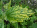 HELP PLANT Mg NA NIEDOBORY MAGNEZU W ROŚLINIE 20g 4712