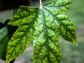 HELP PLANT Fe UZUPEŁNIA NIEDOBORY ŻELAZA 20 ml 4714