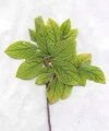HELP PLANT Fe UZUPEŁNIA NIEDOBORY ŻELAZA 20 ml 4716