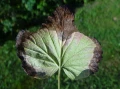 HELP PLANT Cu UZUPEŁNIA NIEDOBORY MIEDZI 20 ml 4719
