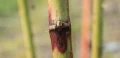 HELP PLANT Cu UZUPEŁNIA NIEDOBORY MIEDZI 20 ml 4721
