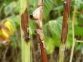 HELP PLANT Cu UZUPEŁNIA NIEDOBORY MIEDZI 20 ml 4722