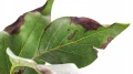 HELP PLANT Ca UZUPEŁNIA NIEDOBORY WAPNIA 20 ml 4724