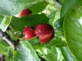 HELP PLANT Ca UZUPEŁNIA NIEDOBORY WAPNIA 20 ml 4726