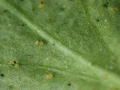 TREOL 770 EC EKOLOGICZNY PREPARAT NA INSEKTY 100ml 4738