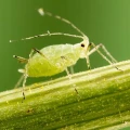 TREOL 770 EC EKOLOGICZNY PREPARAT NA INSEKTY 100ml 4741
