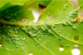 TREOL 770 EC EKOLOGICZNY PREPARAT NA INSEKTY 100ml 4742