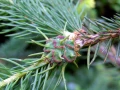 TREOL 770 EC EKOLOGICZNY PREPARAT NA INSEKTY 100ml 4744