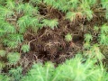 TREOL 770 EC EKOLOGICZNY PREPARAT NA INSEKTY 100ml 4745