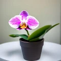 PAŁECZKI DO STORCZYKA NAWÓZ DO ORCHIDEI SUBSTRAL 4832