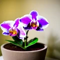 PAŁECZKI DO STORCZYKA NAWÓZ DO ORCHIDEI SUBSTRAL 4833
