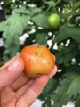 HELP PLANT B ZAPOBIEGA PLAMOM NA OWOCACH POMIDORA 4943